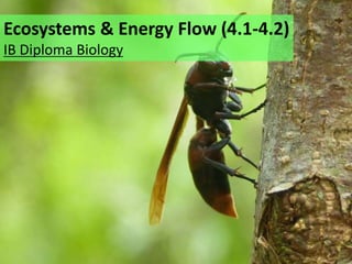 Ecosystems & Energy Flow (4.1-4.2)
IB Diploma Biology
 