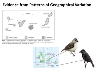 Evidence from Patterns of Geographical Variation
 