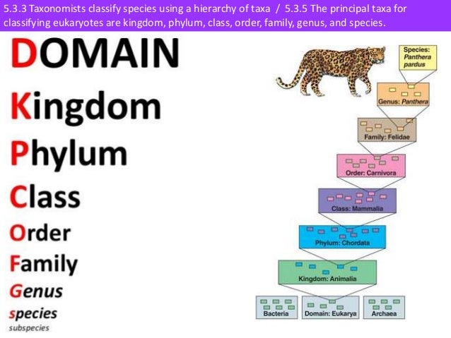 Taxonomy Chart Animals