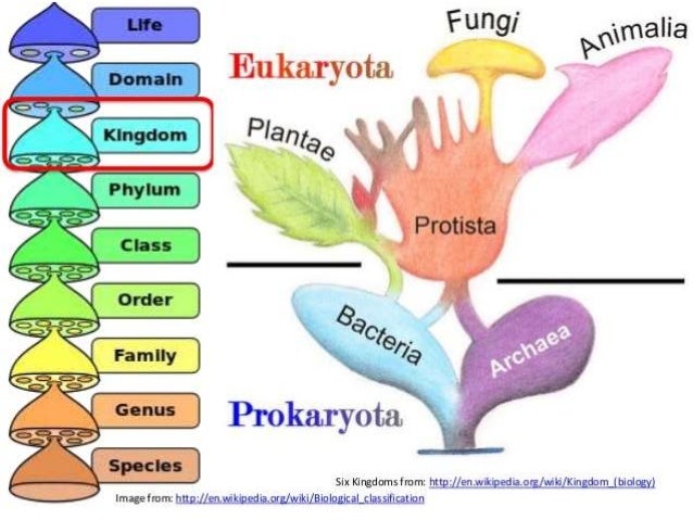 Classification   brainpop