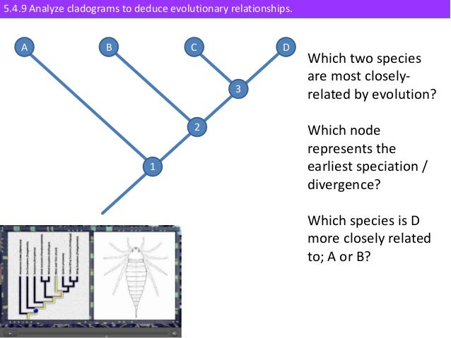 IB Biology 5.4 Slides: Cladistics