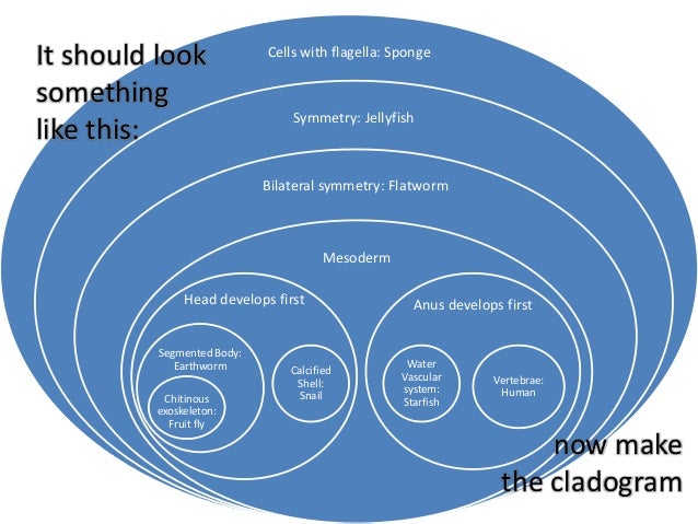 ib biology 5 4 slides cladistics venn diagram cladogram