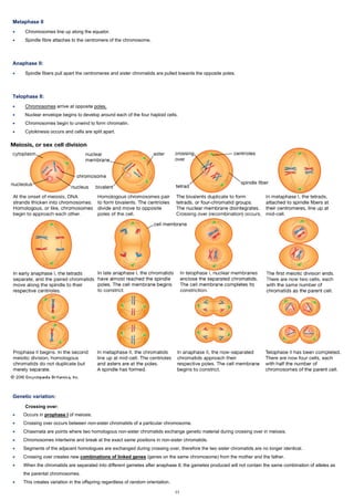 Metaphase II
• Chromosomes line up along the equator.
• Spindle fibre attaches to the centromere of the chromosome.
Anaphase II:
• Spindle fibers pull apart the centromeres and sister chromatids are pulled towards the opposite poles.
Telophase II:
• Chromosomes arrive at opposite poles.
• Nuclear envelope begins to develop around each of the four haploid cells.
• Chromosomes begin to unwind to form chromatin.
• Cytokinesis occurs and cells are split apart.
Genetic variation:
Crossing over:
• Occurs in prophase I of meiosis.
• Crossing over occurs between non-sister chromatids of a particular chromosome.
• Chiasmata are points where two homologous non-sister chromatids exchange genetic material during crossing over in meiosis.
• Chromosomes intertwine and break at the exact same positions in non-sister chromatids.
• Segments of the adjacent homologues are exchanged during crossing over, therefore the two sister chromatids are no longer identical.
• Crossing over creates new combinations of linked genes (genes on the same chromosome) from the mother and the father.
• When the chromatids are separated into different gametes after anaphase II, the gametes produced will not contain the same combination of alleles as
the parental chromosomes.
• This creates variation in the offspring regardless of random orientation.
44
 