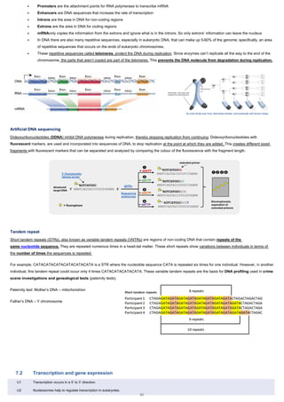 • Promoters are the attachment points for RNA polymerase to transcribe mRNA
• Enhancers are DNA sequences that increase the rate of transcription
• Introns are the area in DNA for non-coding regions
• Extrons are the area in DNA for coding regions
• mRNAonly copies the information from the extrons and ignore what is in the introns. So only extrons’ information can leave the nucleus
• In DNA there are also many repetitive sequences, especially in eukaryotic DNA, that can make up 5-60% of the genome; specifically, an area
of repetitive sequences that occurs on the ends of eukaryotic chromosomes.
• These repetitive sequences called telomeres, protect the DNA during replication. Since enzymes can’t replicate all the way to the end of the
chromosome, the parts that aren’t copied are part of the telomeres. This prevents the DNA molecule from degradation during replication.
Artificial DNA sequencing
Dideoxyribonucleotides (DDNA) inhibit DNA polymerase during replication, thereby stopping replication from continuing. Dideoxyribonucleotides with
fluorescent markers, are used and incorporated into sequences of DNA, to stop replication at the point at which they are added. This creates different sized
fragments with fluorescent markers that can be separated and analyzed by comparing the colour of the fluorescence with the fragment length.
Tandem repeat
Short tandem repeats (STRs), also known as variable tandem repeats (VNTRs) are regions of non-coding DNA that contain repeats of the
same nucleotide sequence. They are repeated numerous times in a head-tail matter. These short repeats show variations between individuals in terms of
the number of times the sequences is repeated.
For example, CATACATACATACATACATACATA is a STR where the nucleotide sequence CATA is repeated six times for one individual. However, in another
individual, this tandem repeat could occur only 4 times CATACATACATACATA. These variable tandem repeats are the basis for DNA profiling used in crime
scene investigations and genealogical tests (paternity tests).
Paternity test: Mother’s DNA – mitochondrion
Father’s DNA – Y chromosome
7.2 Transcription and gene expression
U1 Transcription occurs in a 5’ to 3’ direction.
U2 Nucleosomes help to regulate transcription in eukaryotes.
91
 