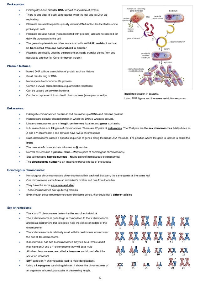 Ib Biology Revision Notes | SL IB Biology Revision Notes 2025 – MAXLUA