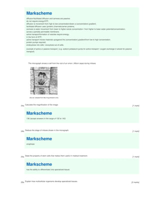 Markscheme
diffusion/facilitated diffusion and osmosis are passive;
do not require energy/ATP;
diffusion is movement from high to low concentration/down a (concentration) gradient;
facilitated diffusion uses (protein) channels/carrier proteins;
osmosis is water movement from lower to higher solute concentration / from higher to lower water potential/concentration;
across a partially permeable membrane;
active transport/formation of vesicles require energy;
in the form of ATP;
active transport moves materials up/against the (concentration) gradient/from low to high concentration;
protein pumps required;
endocytosis into cells / exocytosis out of cells;
example of active or passive transport; (e.g. sodium potassium pump for active transport / oxygen exchange in alveoli for passive
transport)
24a.
The micrograph shows a cell from the root of an onion ( Allium cepa) during mitosis.
Calculate the magnification of the image.
Markscheme
136 (accept answers in the range of 132 to 140)
24b. Deduce the stage of mitosis shown in the micrograph.
Markscheme
anaphase
25a.
State the property of stem cells that makes them useful in medical treatment.
Markscheme
has the ability to differentiate (into specialized tissue)
25b. Explain how multicellular organisms develop specialized tissues.
[1 mark]
[1 mark]
[1 mark]
[2 marks]
 