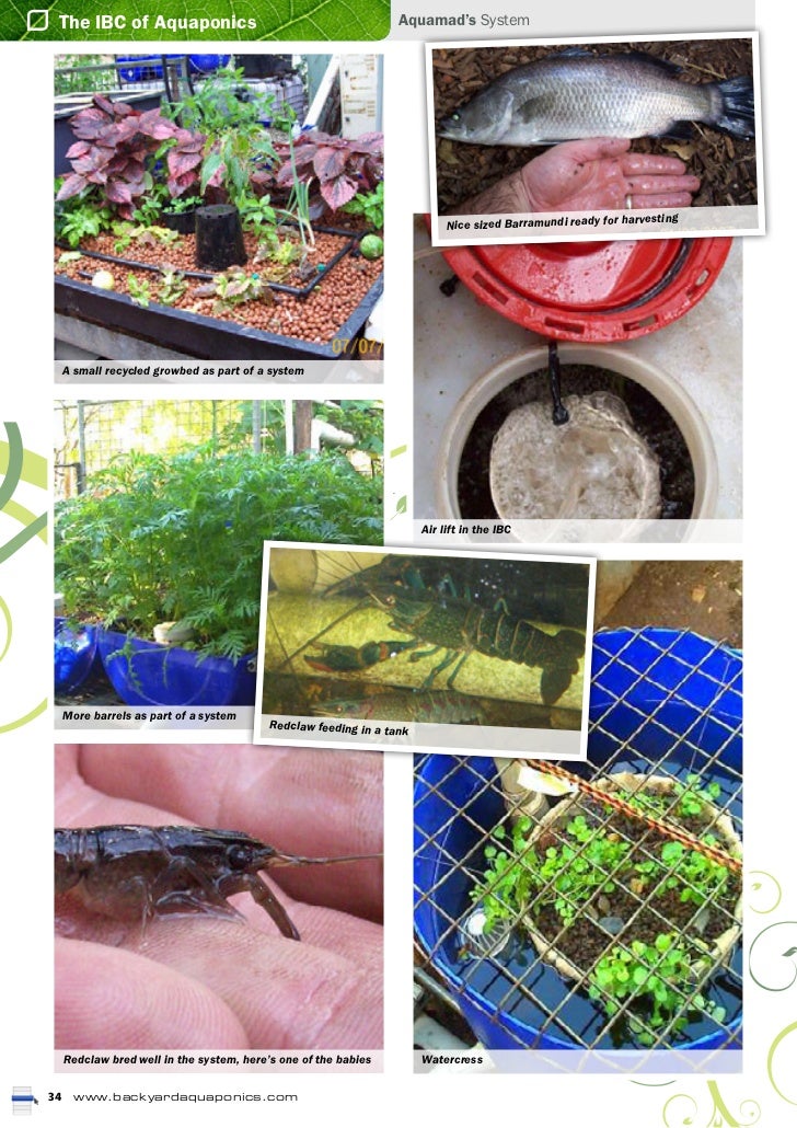 commercial aquaponics systems : what on earth is