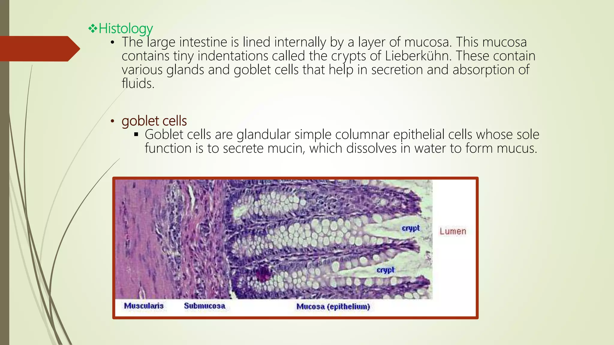 Histology
• The large intestine is lined internally by a layer of mucosa. This mucosa
contains tiny indentations called the crypts of Lieberkühn. These contain
various glands and goblet cells that help in secretion and absorption of
fluids.
• goblet cells
 Goblet cells are glandular simple columnar epithelial cells whose sole
function is to secrete mucin, which dissolves in water to form mucus.
 