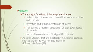 Function
The 4 major functions of the large intestine are:
• reabsorption of water and mineral ions such as sodium
and chloride
• formation and temporary storage of faeces
• maintaining a resident population of over 500 species
of bacteria
• bacterial fermentation of indigestible materials.
Absorbs vitamins that are created by the colonic bacteria,
such as vitamin K, vitamin B12, thiamine
(B2) and riboflavin (B1)
 