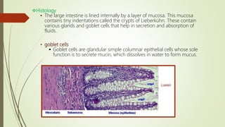 Histology
• The large intestine is lined internally by a layer of mucosa. This mucosa
contains tiny indentations called the crypts of Lieberkühn. These contain
various glands and goblet cells that help in secretion and absorption of
fluids.
• goblet cells
 Goblet cells are glandular simple columnar epithelial cells whose sole
function is to secrete mucin, which dissolves in water to form mucus.
 