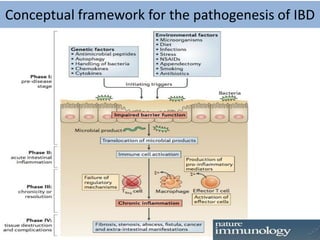 Conceptual framework for the pathogenesis of IBD
 