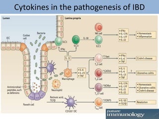 Cytokines in the pathogenesis of IBD
 