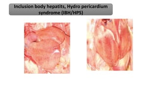 Inclusion body hepatits, Hydro pericardium
syndrome (IBH/HPS)
 
