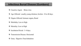  Causitive Agent: Birna virus
 Age Affected: usually young chickens, broilers 18 to 40 days
 Organs Affected: Immune organs, Renal
 Morbidity: Low to High
 Mortality: Low to High
 Incubation Period: 3–4 days.
 Transmission Disease: Horizontal
 Entry: Digestive Tract/inhalation
Infectious Bursal Disease (Gumboro)
 