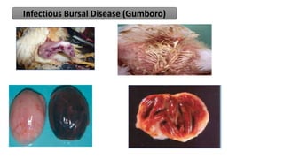 IBD
Infectious Bursal Disease (Gumboro)
 
