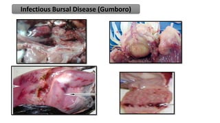Infectious Bursal Disease (Gumboro)
 