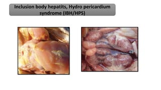 Inclusion body hepatits, Hydro pericardium
syndrome (IBH/HPS)
 