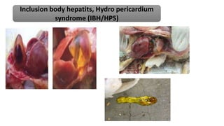 Inclusion body hepatits, Hydro pericardium
syndrome (IBH/HPS)
 