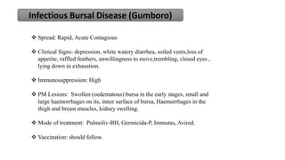 Infectious Bursal Disease (Gumboro)
 Spread: Rapid, Acute Contagious
 Clinical Signs: depression, white watery diarrhea,...