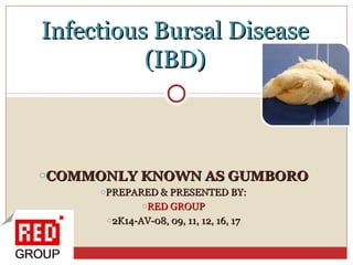 oCOMMONLY KNOWN AS GUMBOROCOMMONLY KNOWN AS GUMBORO
oPREPARED & PRESENTED BY:PREPARED & PRESENTED BY:
oRED GROUPRED GROUP
o2K14-AV-08, 09, 11, 12, 16, 172K14-AV-08, 09, 11, 12, 16, 17
Infectious Bursal DiseaseInfectious Bursal Disease
(IBD)(IBD)
 