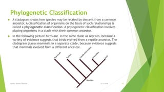 Phylogenetic Classification
 A cladogram shows how species may be related by descent from a common
ancestor. A classification of organisms on the basis of such relationships is
called a phylogenetic classification. A phylogenetic classification involves
placing organisms in a clade with their common ancestor.
 In the following picture birds are in the same clade as reptiles, because a
variety of evidence suggests that birds evolved from a reptile ancestor. The
cladogram places mammals in a separate clade, because evidence suggests
that mammals evolved from a different ancestor.
2/12/2018By Mrs. Mariam Ohanyan 10
 