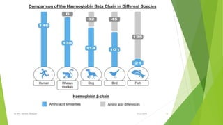 2/12/2018By Mrs. Mariam Ohanyan 13
Comparison of the Haemoglobin Beta Chain in Different Species
 