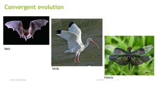 Convergent evolution
2/12/2018By Mrs. Mariam Ohanyan 17
birds
bats
insects
 
