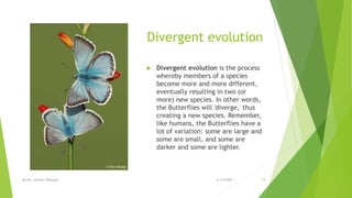 Divergent evolution
 Divergent evolution is the process
whereby members of a species
become more and more different,
eventually resulting in two (or
more) new species. In other words,
the Butterflies will 'diverge,' thus
creating a new species. Remember,
like humans, the Butterflies have a
lot of variation: some are large and
some are small, and some are
darker and some are lighter.
2/12/2018By Mrs. Mariam Ohanyan 19
 