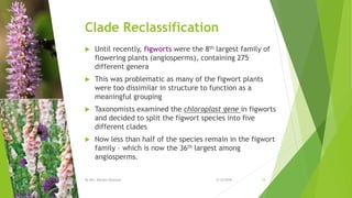 Clade Reclassification
 Until recently, figworts were the 8th largest family of
flowering plants (angiosperms), containing 275
different genera
 This was problematic as many of the figwort plants
were too dissimilar in structure to function as a
meaningful grouping
 Taxonomists examined the chloroplast gene in figworts
and decided to split the figwort species into five
different clades
 Now less than half of the species remain in the figwort
family – which is now the 36th largest among
angiosperms.
2/12/2018By Mrs. Mariam Ohanyan 24
 
