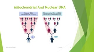 Mitochondrial And Nuclear DNA
2/12/2018By Mrs. Mariam Ohanyan 30
 