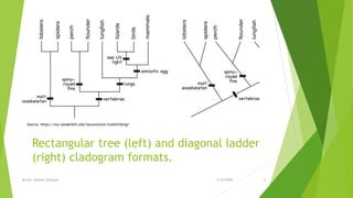 Rectangular tree (left) and diagonal ladder
(right) cladogram formats.
Source: https://my.vanderbilt.edu/lauranovick/treethinking/
2/12/2018By Mrs. Mariam Ohanyan 6
 