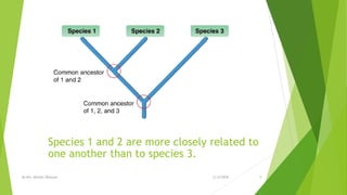 Species 1 and 2 are more closely related to
one another than to species 3.
2/12/2018By Mrs. Mariam Ohanyan 9
 