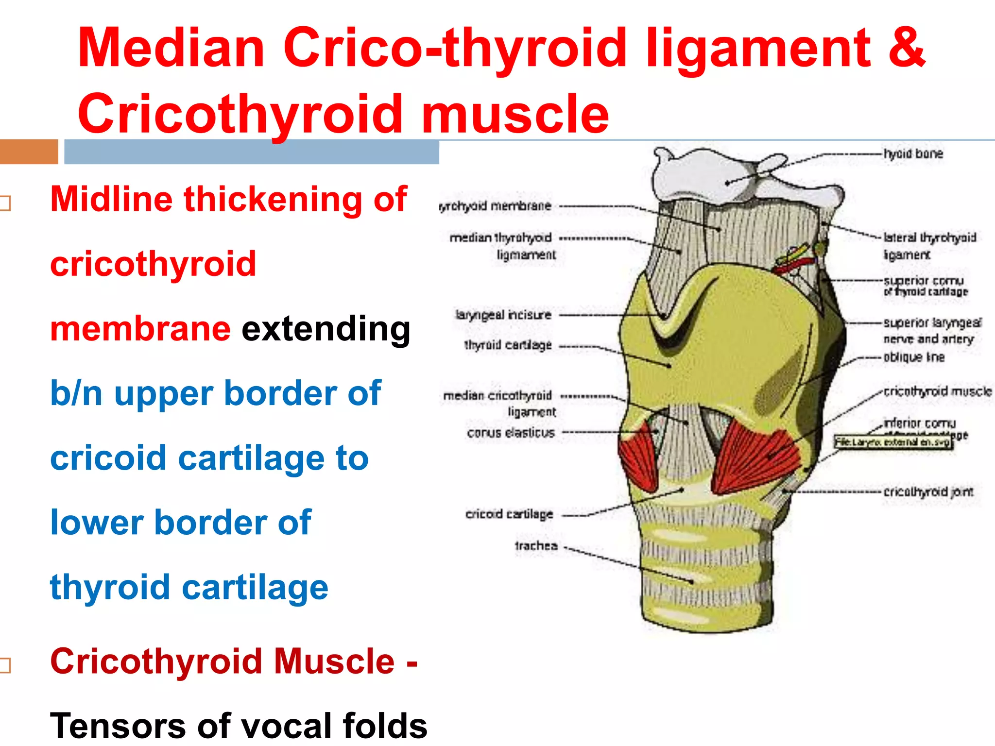 Midline Ridge Muscle I BDS 2019-20 Anterior median region of neck.pptx