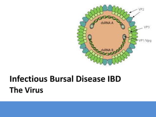 Infectious Bursal Disease IBD
The Virus
 