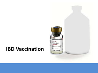 IBD Vaccination
 