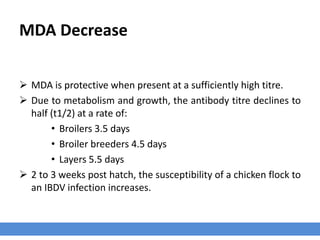 MDA Decrease
 MDA is protective when present at a sufficiently high titre.
 Due to metabolism and growth, the antibody titre declines to
half (t1/2) at a rate of:
• Broilers 3.5 days
• Broiler breeders 4.5 days
• Layers 5.5 days
 2 to 3 weeks post hatch, the susceptibility of a chicken flock to
an IBDV infection increases.
 