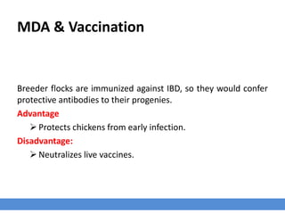 MDA & Vaccination
Breeder flocks are immunized against IBD, so they would confer
protective antibodies to their progenies.
Advantage
 Protects chickens from early infection.
Disadvantage:
 Neutralizes live vaccines.
 