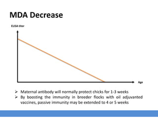 MDA Decrease
ELISA titer
Age
 Maternal antibody will normally protect chicks for 1-3 weeks
 By boosting the immunity in breeder flocks with oil adjuvanted
vaccines, passive immunity may be extended to 4 or 5 weeks
 