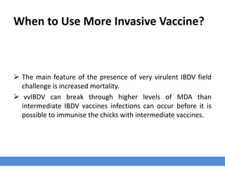 When to Use More Invasive Vaccine?
 The main feature of the presence of very virulent IBDV field
challenge is increased mortality.
 vvIBDV can break through higher levels of MDA than
intermediate IBDV vaccines infections can occur before it is
possible to immunise the chicks with intermediate vaccines.
 