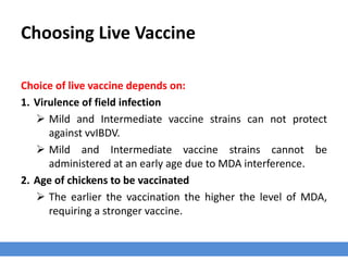 Choosing Live Vaccine
Choice of live vaccine depends on:
1. Virulence of field infection
 Mild and Intermediate vaccine strains can not protect
against vvIBDV.
 Mild and Intermediate vaccine strains cannot be
administered at an early age due to MDA interference.
2. Age of chickens to be vaccinated
 The earlier the vaccination the higher the level of MDA,
requiring a stronger vaccine.
 