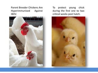 To protect young chick
during the first one to two
critical weeks post hatch.
Parent Breeder Chickens Are
Hyperimmunised Against
IBDV.
 