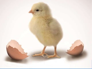 The resultant high level of IBDV neutralizing
antibodies are passively transferred to the day
old chick via the yolk sac (MDA).
 
