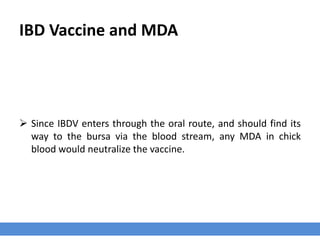 IBD Vaccine and MDA
 Since IBDV enters through the oral route, and should find its
way to the bursa via the blood stream, any MDA in chick
blood would neutralize the vaccine.
 