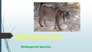 IBERIAN LINX
Endangered species
 