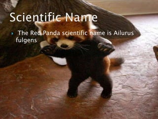 redpanda | PPT | Free Download