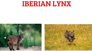 IBERIAN LYNX
 