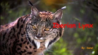 Iberian Lynx
By: Danel
 