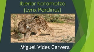 Iberiar Katamotza
(Lynx Pardinus)
Miguel Vides Cervera
 