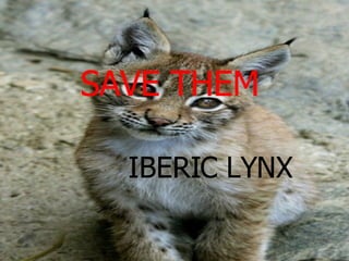 IBERIC LYNX SAVE THEM 