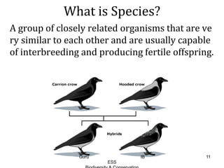 What is Species?
A group of closely related organisms that are ve
ry similar to each other and are usually capable
of interbreeding and producing fertile offspring.
11Guru IB
ESS
 